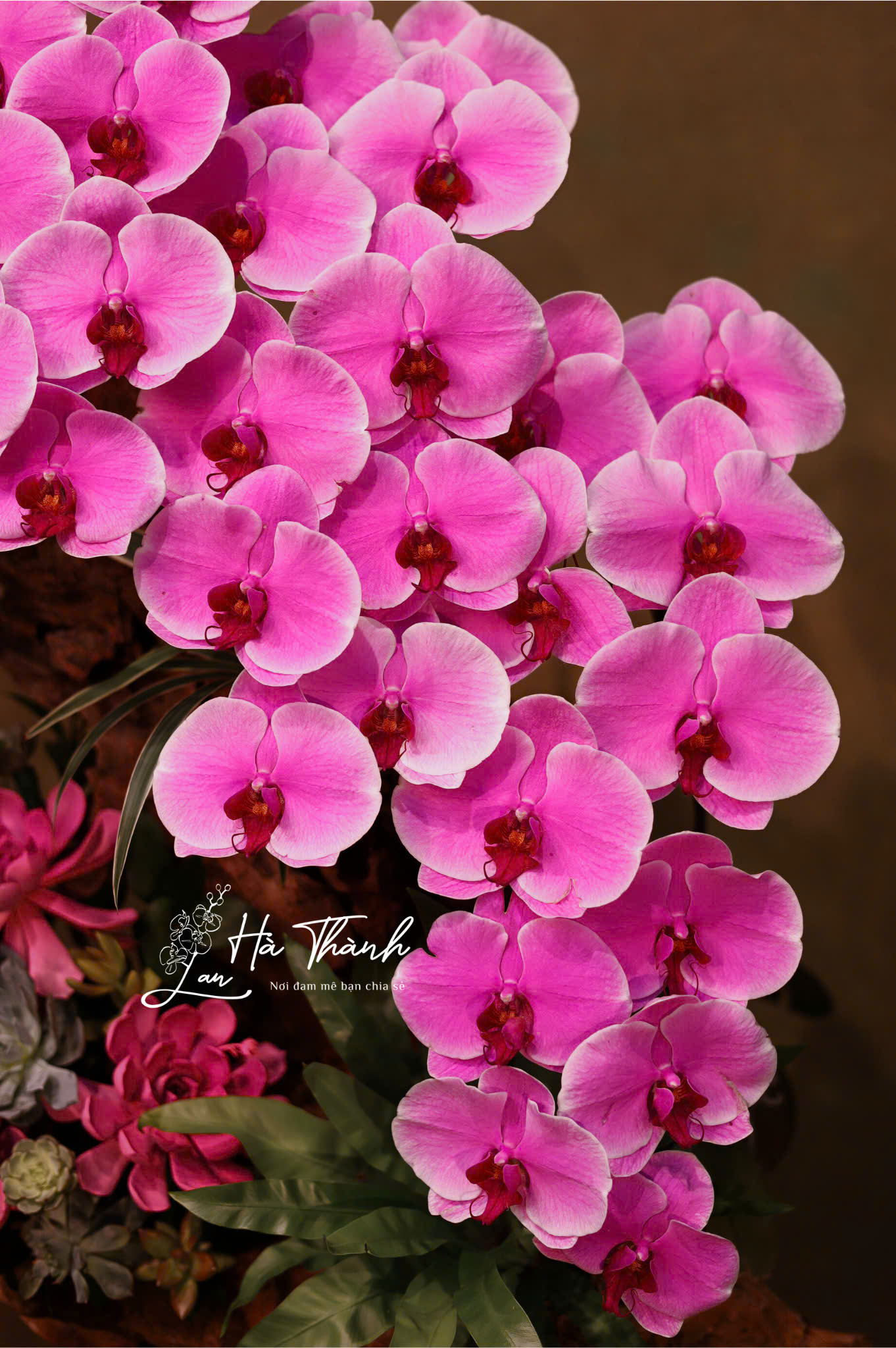 Chậu Lan Hồ Điệp Tiểu Cảnh Hoa Đại Màu Hồng – Vẻ Đẹp Sang Trọng Từ Lan Hà Thành